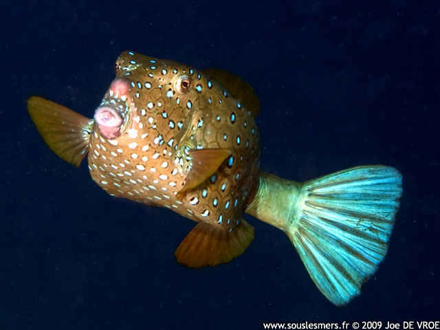 Ostracion cubicum - poisson-coffre jaune