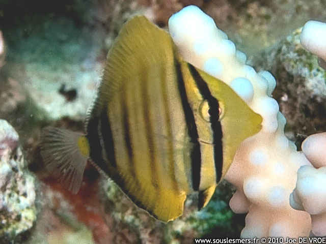Zebrasoma desjardinii - chirurgien voilier