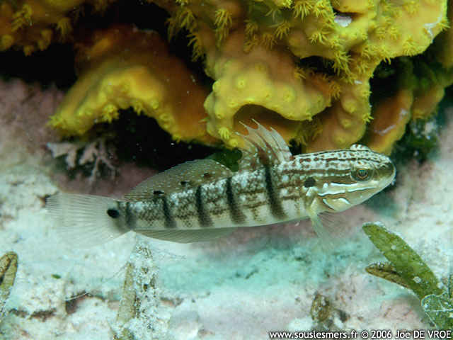 Amblygobius albimaculatus - gobie  taches blanches indien