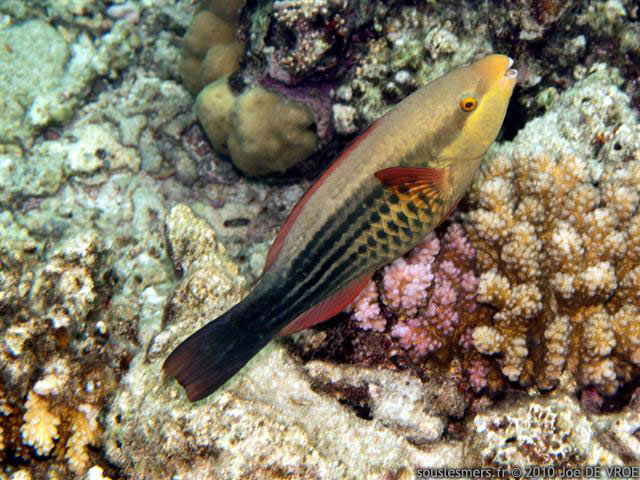 Scarus frenatus - perroquet  six bandes
