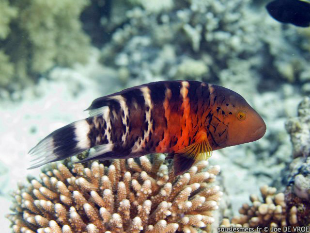 Cheilinus quinquecinctus - labre  poitrine rouge