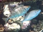 [822] Siganus rivulatus - poisson-lapin à vente strié ou sigan marbré