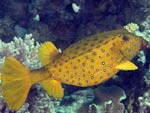 [317] Ostracion cubicum - poisson-coffre jaune ou bourse-coffre, poulet de mer