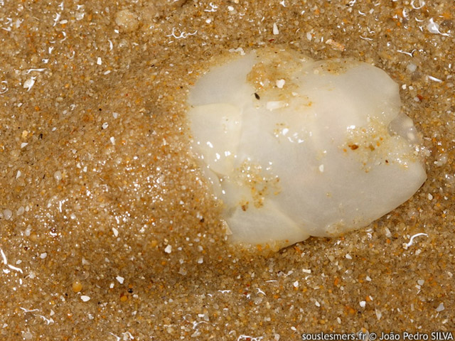 Philine quadripartita - Philine  quatre lobes