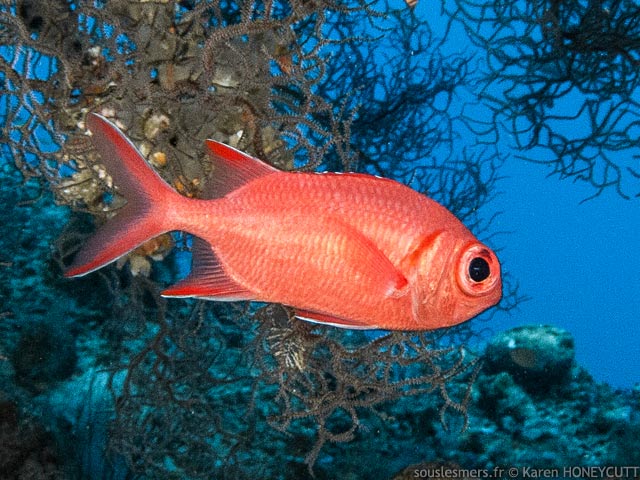 Myripristis vittata - poisson soldat bord de blanc