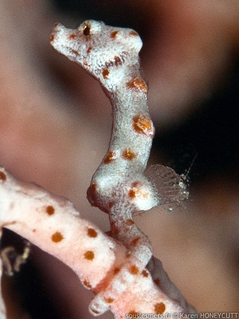 Hippocampus denise - hippocampe Denise