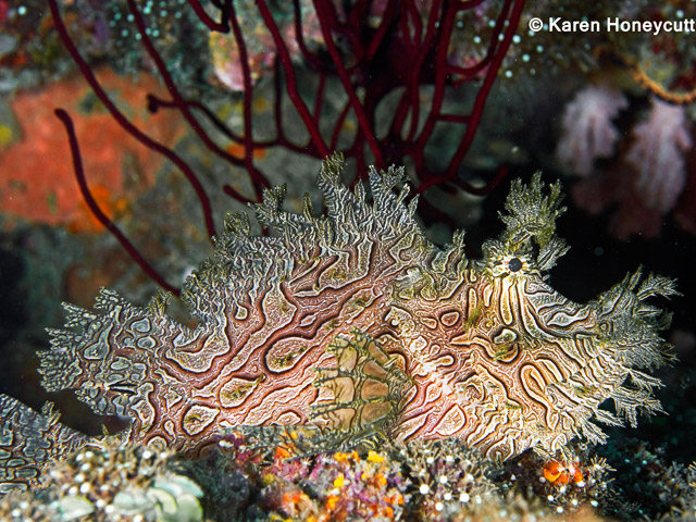 Rhinopias aphanes - rascasse de Merlet
