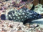 Epinephelus coeruleopunctatus - mrou taches blanches : 