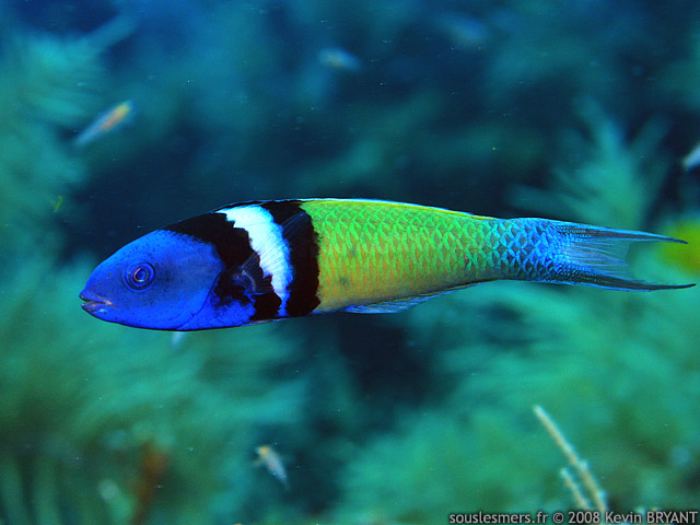 Thalassoma bifasciatum - girelle tte bleue