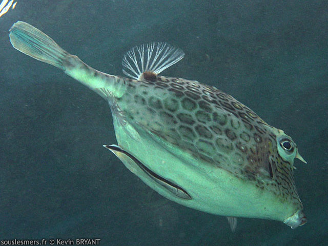 Acanthostracion polygonius - poisson coffre nid dabeille