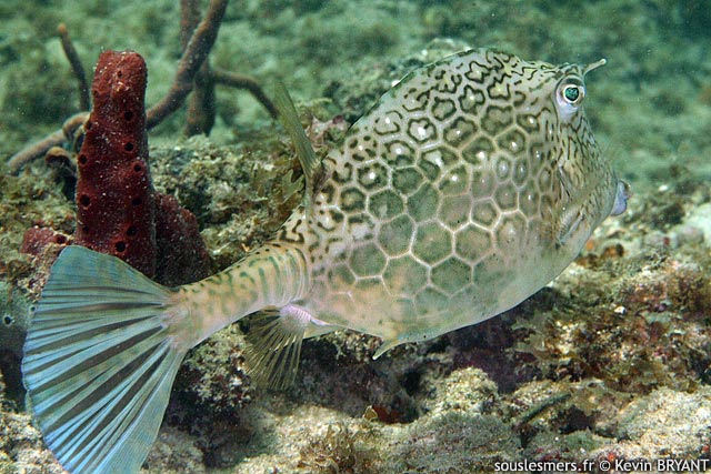 Acanthostracion polygonius - poisson coffre nid dabeille