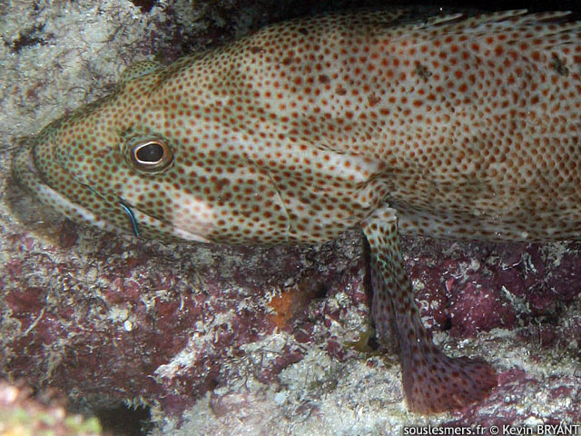 Cephalopholis cruentata - con essaim