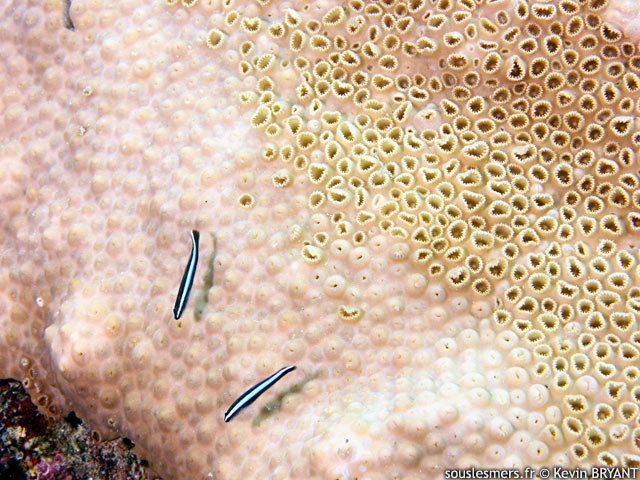 Palythoa caribaeorum - zoanthaire carabe
