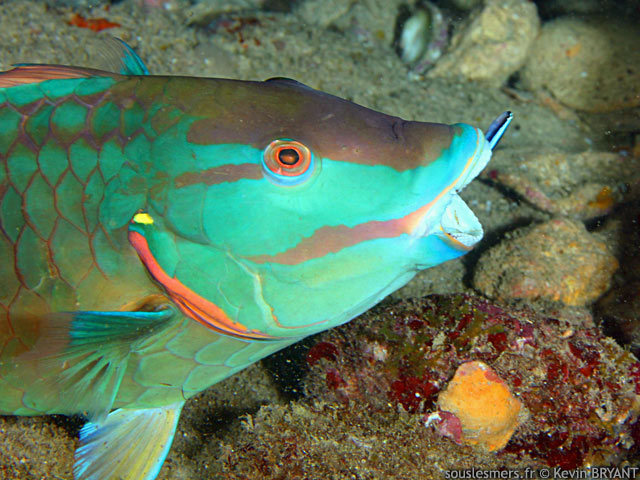 Sparisoma viride - perroquet feu