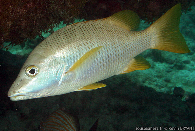 Lutjanus apodus - vivaneau dents-de-chien