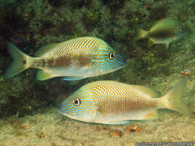 Haemulon plumierii - gorette blanche