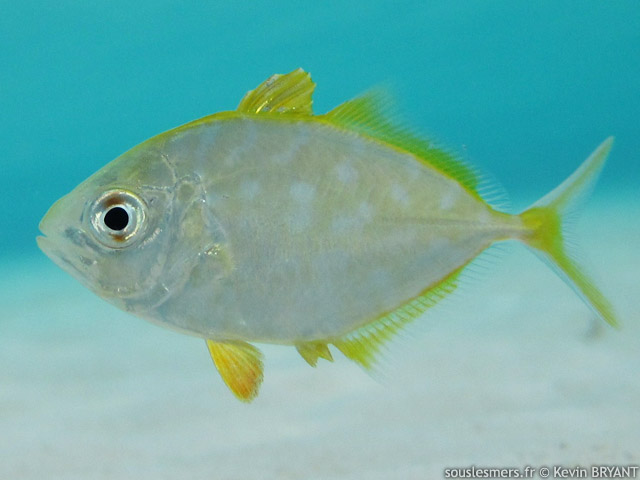 Carangoides bartholomaei - carangue grasse