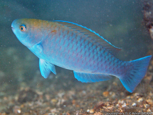Scarus coeruleus - perroquet bleu