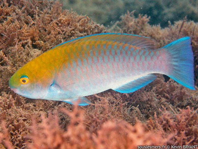 Scarus coeruleus - perroquet bleu