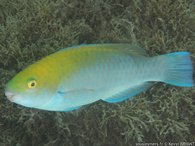 Scarus coeruleus - perroquet bleu