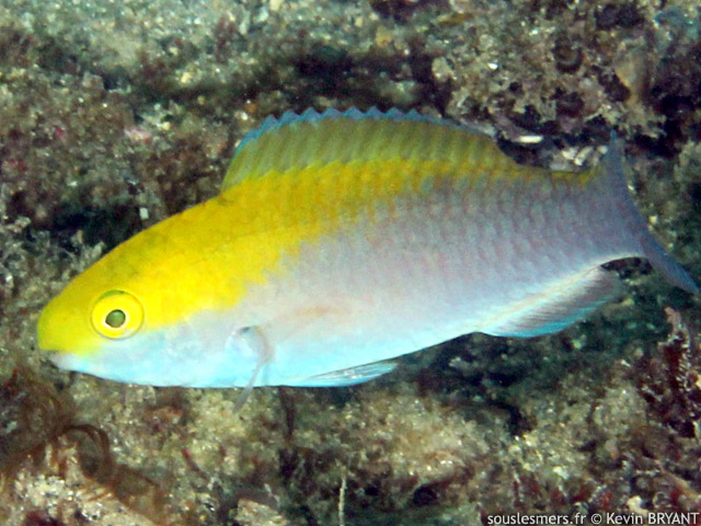 Scarus coeruleus - perroquet bleu