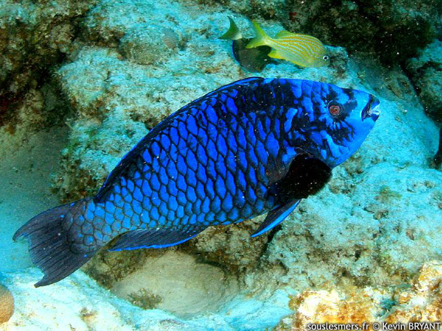 Scarus coelestinus - perroquet de minuit