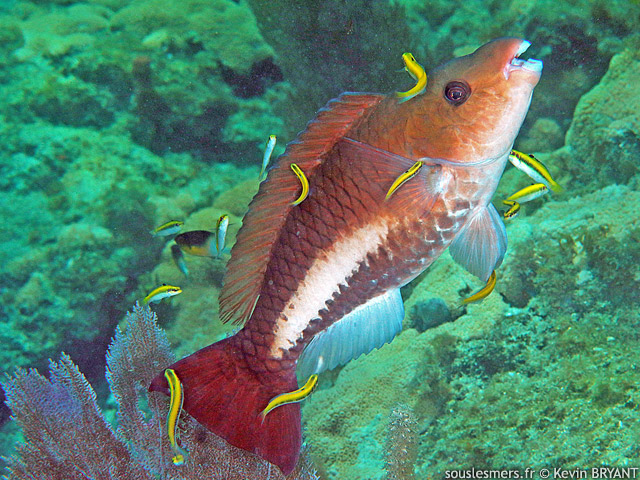 Scarus vetula - perroquet royal