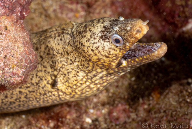 Muraena lentiginosa - murne bijou