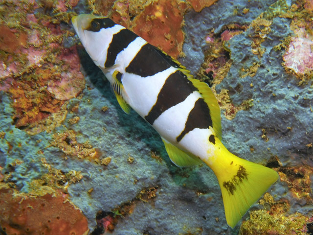 Plectropomus laevis - mrou sell