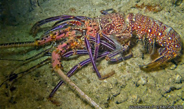 Panulirus femoristriga - langouste  jambes rayes