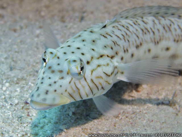 Parapercis hexophtalma - pintade de mer