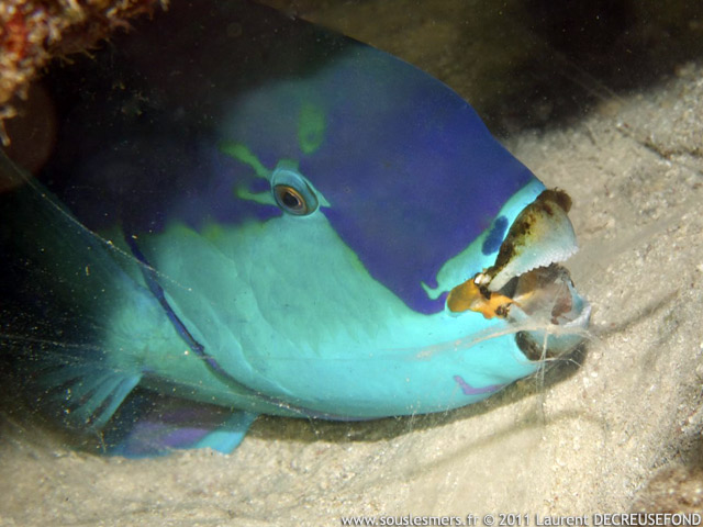 Chlorurus gibbus - perroquet bossu bleu