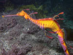 Phyllopteryx taeniolatus - dragon de mer commun : mâle avec oeufs
