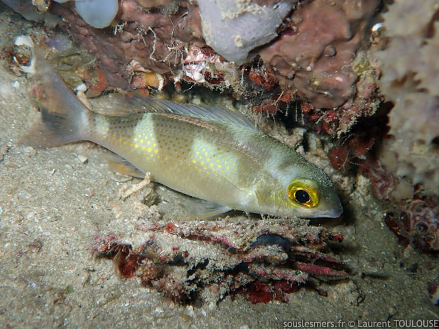 Scolopsis ciliata - scolopsis  taches orange