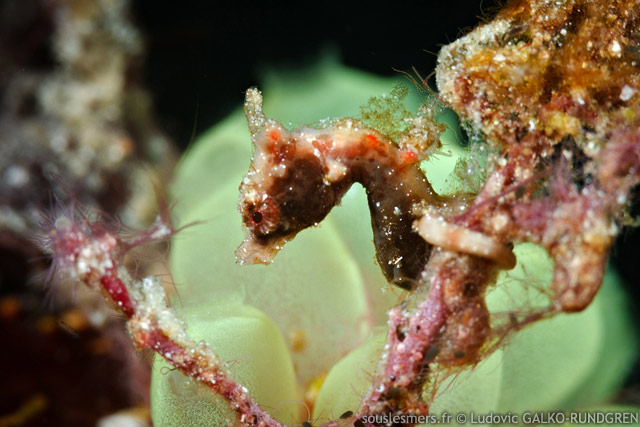 Hippocampus severnsi - hippocampe pygme de Severns