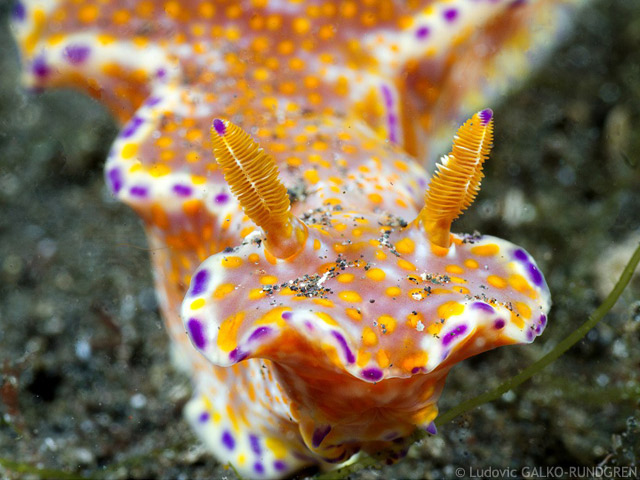 Ceratosoma tenue - ceratosome tnue