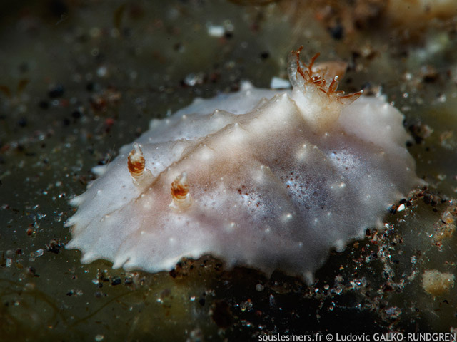 Miamira miamirana - miamira tubercule