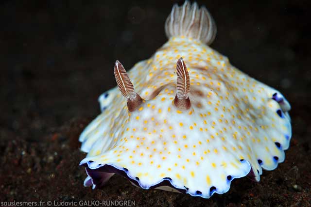 Goniobranchus aureopurpureus - doris  auroles pourpres