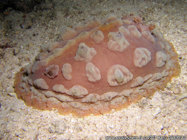 Asteronotus cespitosus - asteronotus verruqueux
