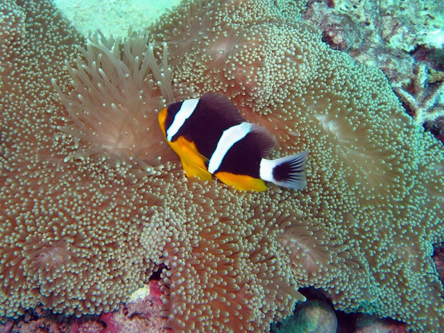 Amphiprion fuscocaudatus - poisson clown des Seychelles