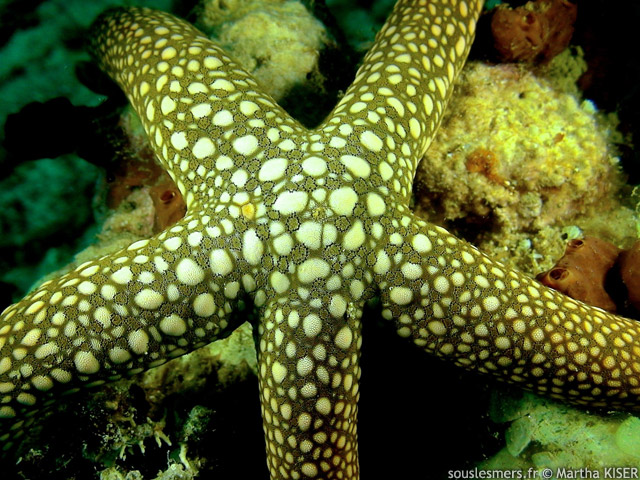 Nardoa novaecaledoniae - étoile de mer réticulée