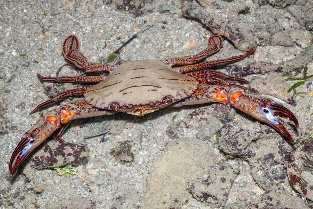 Charybdis (Charybdis) natator - crabe nageur stri