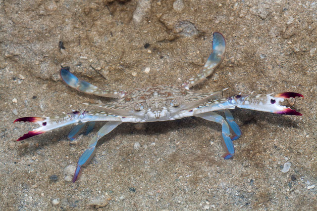 Portunus pelagicus - crabe batailleur