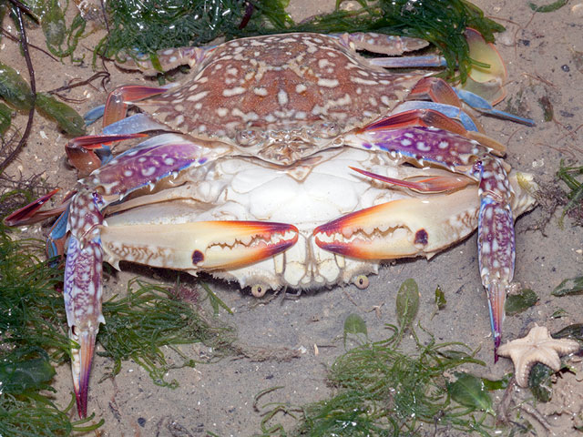 Portunus pelagicus - crabe batailleur
