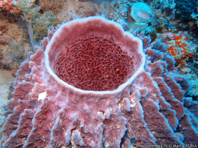 Xestospongia testudinaria - ponge barrique