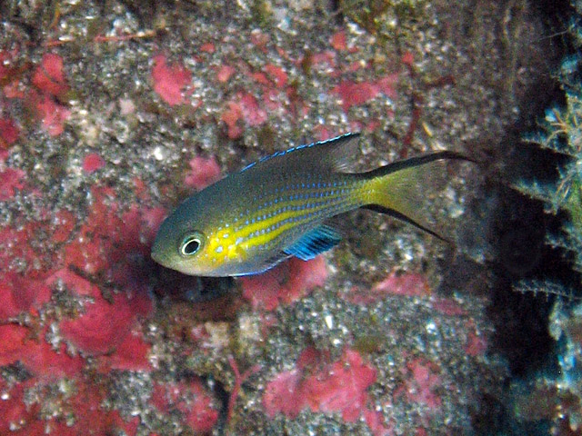 Pycnochromis nigrura - chromis  queue noire