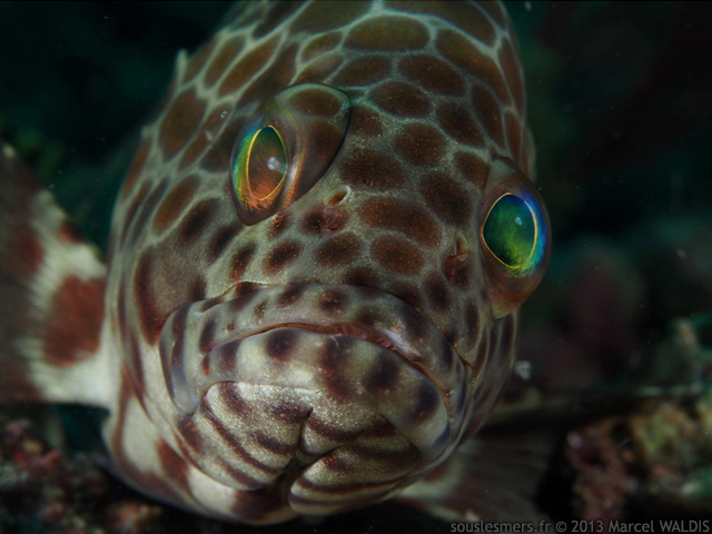 Epinephelus quoyanus - mrou  longues ailes