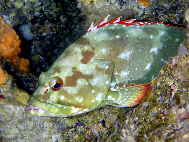 Epinephelus labriformis - mrou toil