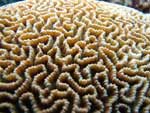 Platygyra daedalea - corail-cerveau dédale : 