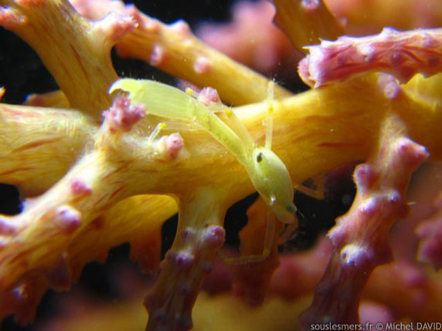 Quadrella coronata - crabe des antipathaires